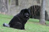 CHOW CHOW 733